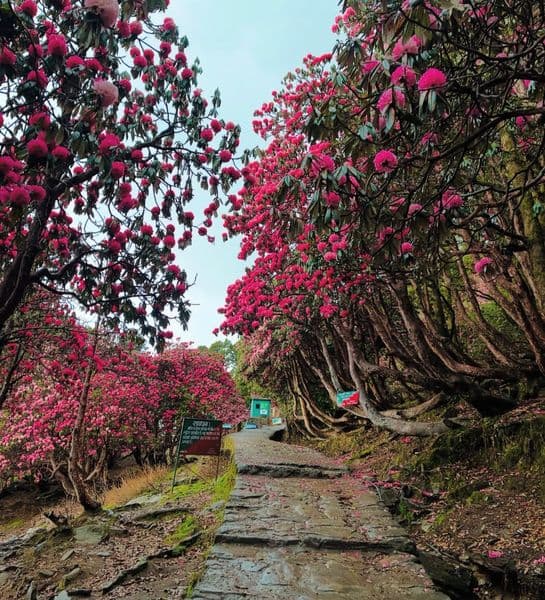 Chopta tungnath Trek - 4