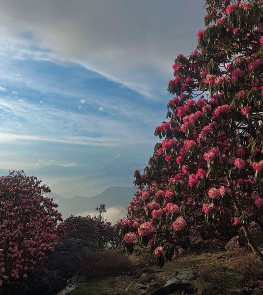 Chopta tungnath Trek - 5