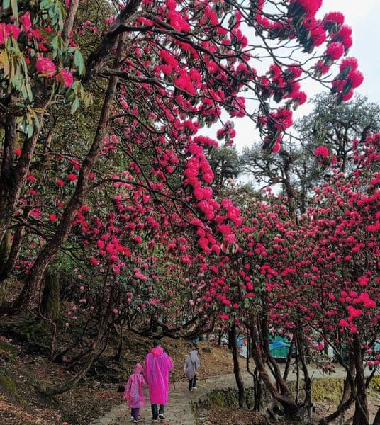 Chopta tungnath Trek - 2