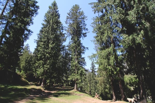 Parvati Valley | The Perfect Mountain Trip - 5